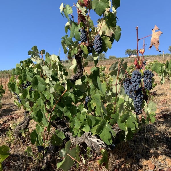 Vinhos artesanais Protótipo - Manuel Valente