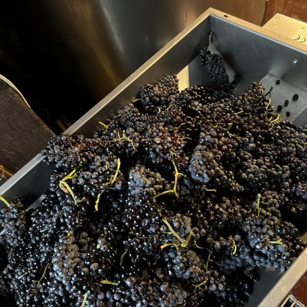 Vinhos artesanais Protótipo - Manuel Valente