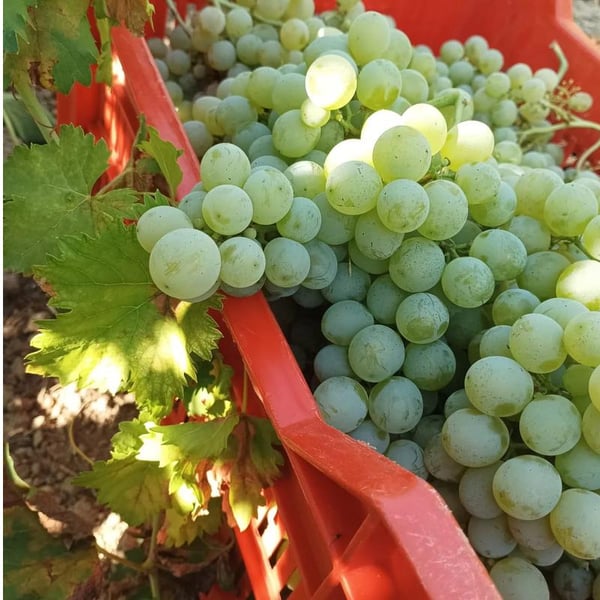 Azienda Agricola Midia - Manuela Rendina & Gaia Barbagallo