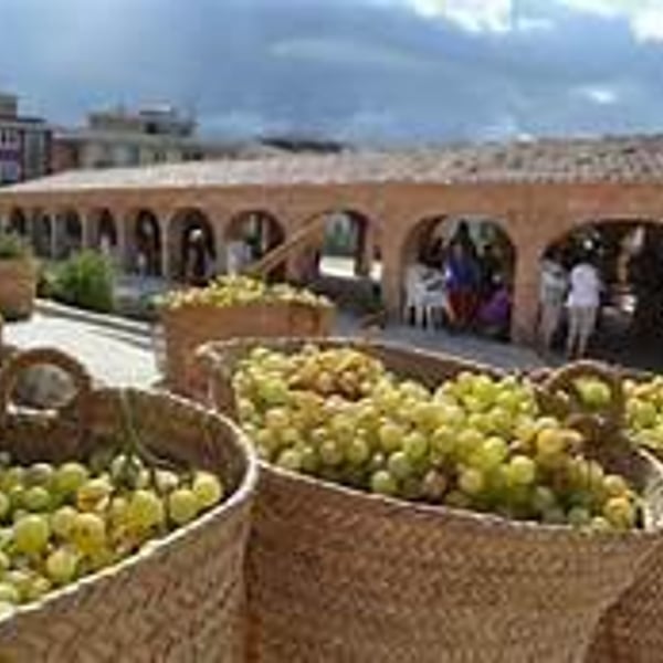 Celler Les Freses - Mara Baño Marí