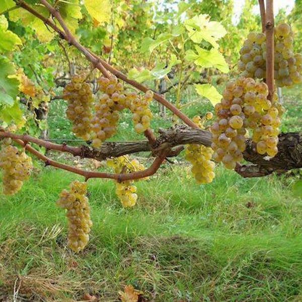 Marc Houtin, Julien Bresteau et Gérald Peau