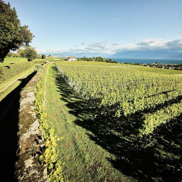 Domaine de la Ville de Morges - Julien Pasche