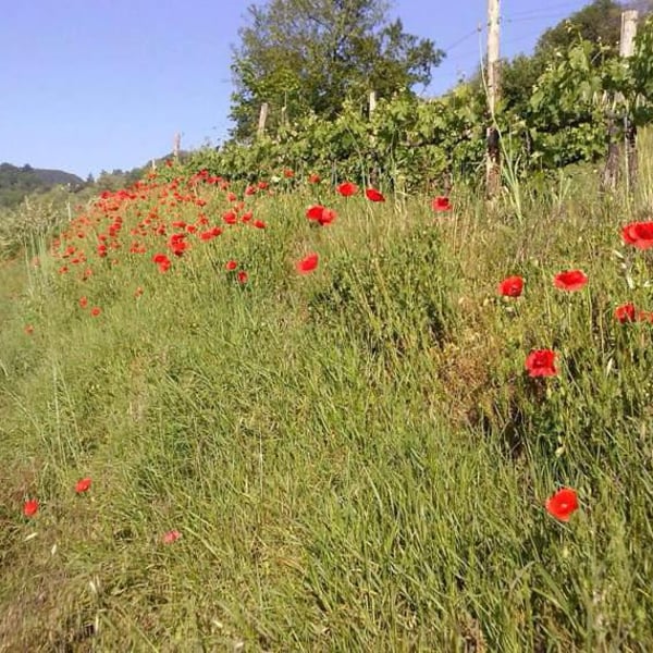 Azienda Agricola Farnea - Marco Buratti