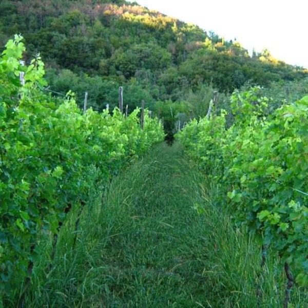 Azienda Agricola Farnea - Marco Buratti