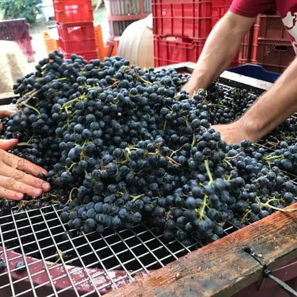 Azienda Agricola Farnea - Marco Buratti