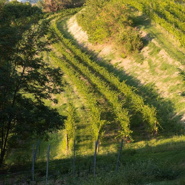 Marco Dani & Gianfranco Mistrorigo