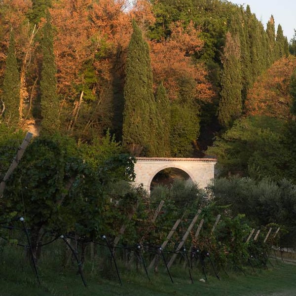 Marco Dani & Gianfranco Mistrorigo