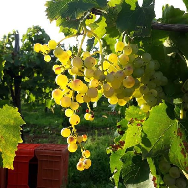 Azienda Agricola San Lurins - Marco Pecorari