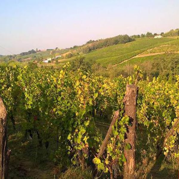 Azienda Agricola Forti Del Vento - Marco Tacchino, Manuela Murchio & Tomaso Armento