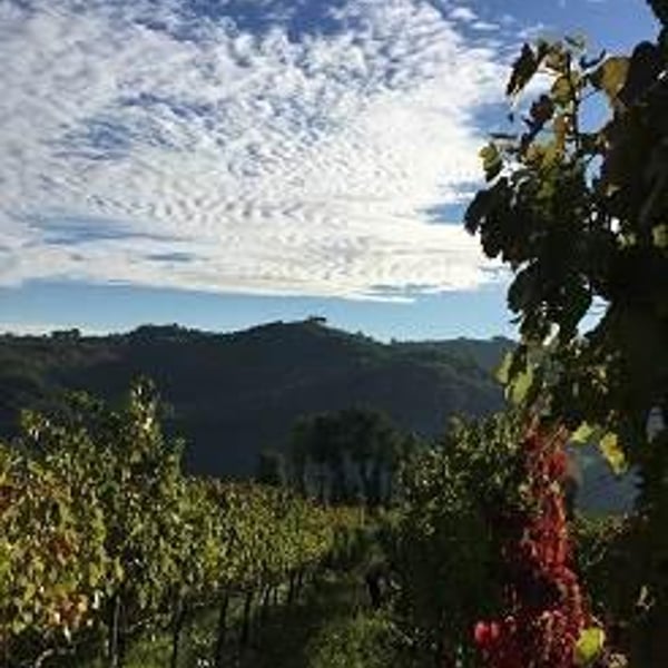 Azienda Agricola Tinessa - Marco Tinessa