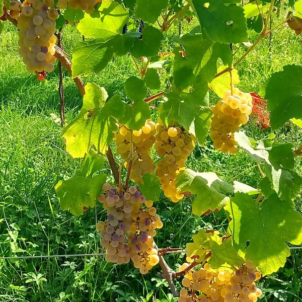 Azienda Agricola Marco Turco - Marco Turco