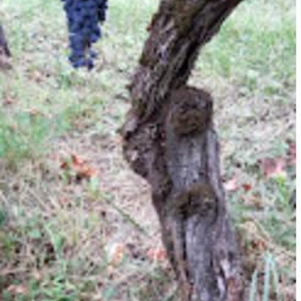 Azienda Agricola Marco Turco - Marco Turco
