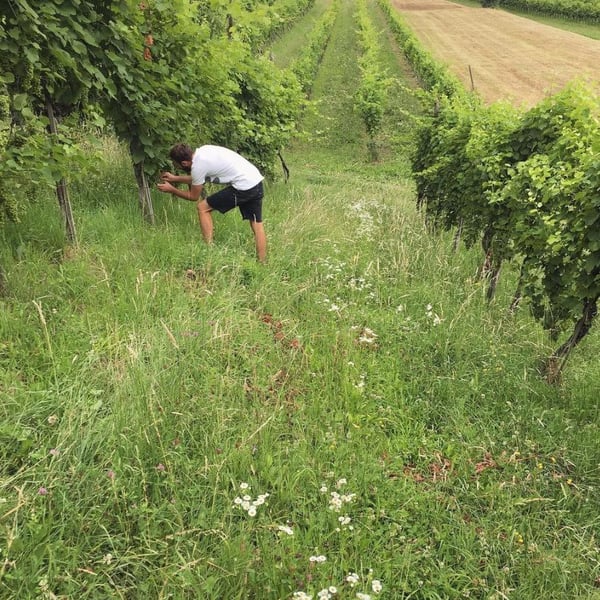 Azienda Agricola Marco Turco - Marco Turco
