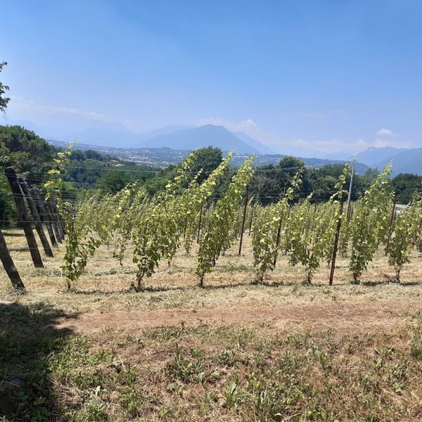 Azienda Agricola Marco Turco - Marco Turco