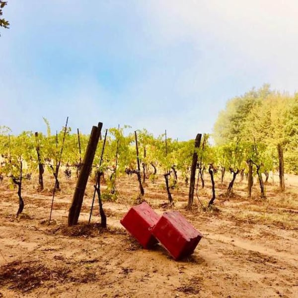 Agricola Ficomontanino - Maria Sole Giannelli