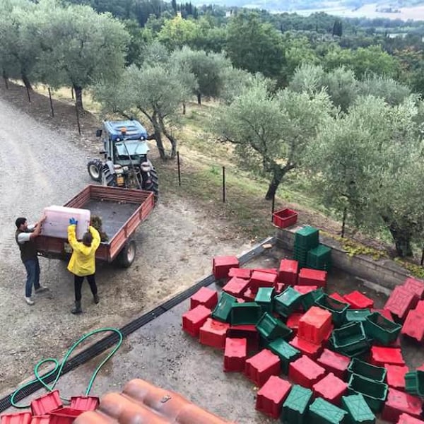 Agricola Ficomontanino - Maria Sole Giannelli