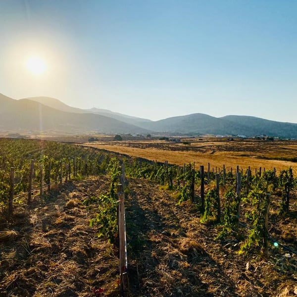 Myrsini Winery - Marie-Astrid & Nicolas Bourget