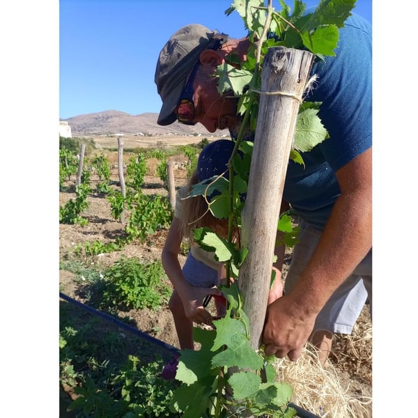 Myrsini Winery - Marie-Astrid & Nicolas Bourget
