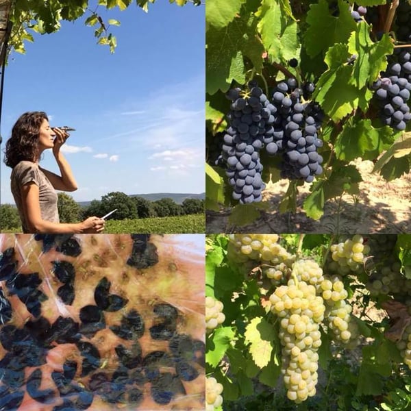Domaine des Passages - Marie Séité