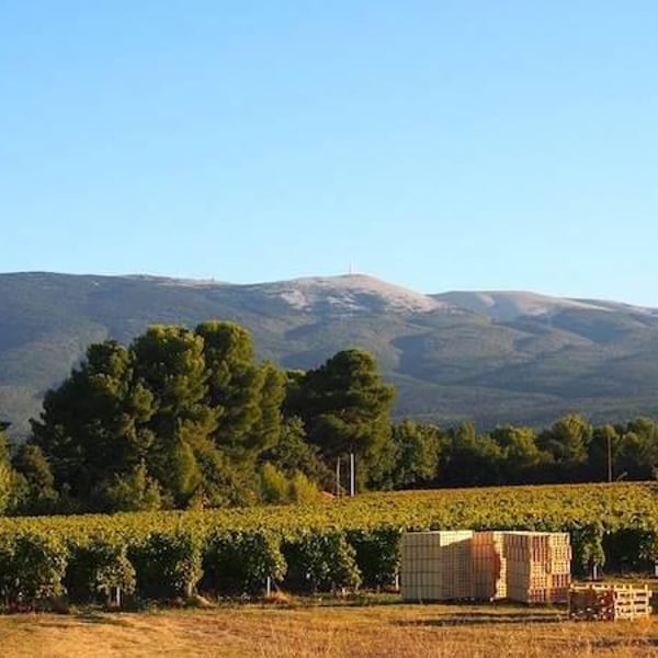 Marie-Sophie Jullien & Thomas Ayoun