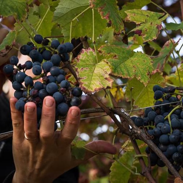 Domaine des Côtes Rousses - Marielle & Nicolas Ferrand