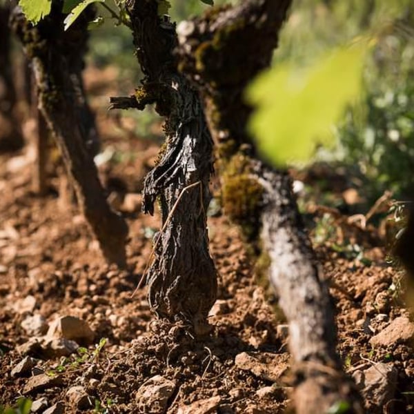Domaine des Côtes Rousses - Marielle & Nicolas Ferrand