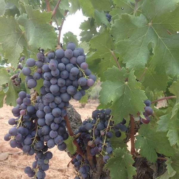 Celler Succés Vinícola - Mariona Vendrell & Albert Canela