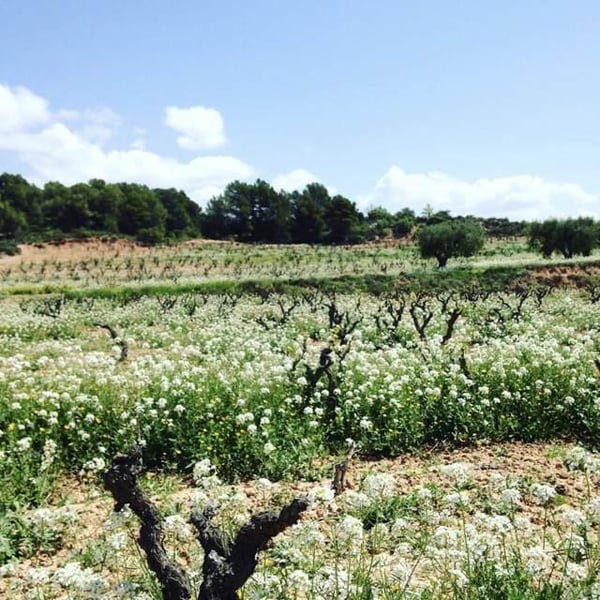 Celler Succés Vinícola - Mariona Vendrell & Albert Canela
