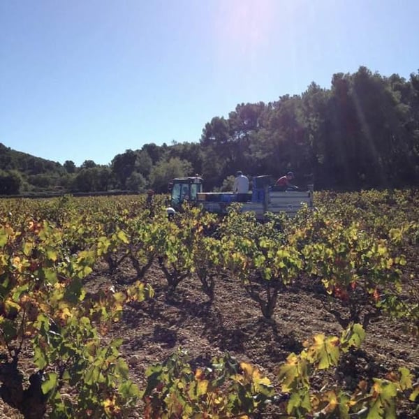 Celler Succés Vinícola - Mariona Vendrell & Albert Canela