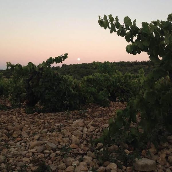 Celler Succés Vinícola - Mariona Vendrell & Albert Canela
