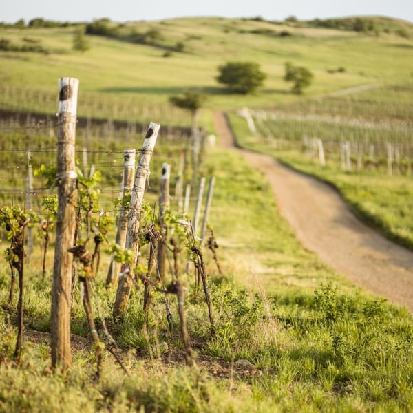 Weingut Markus Altenburger - Markus Altenburger