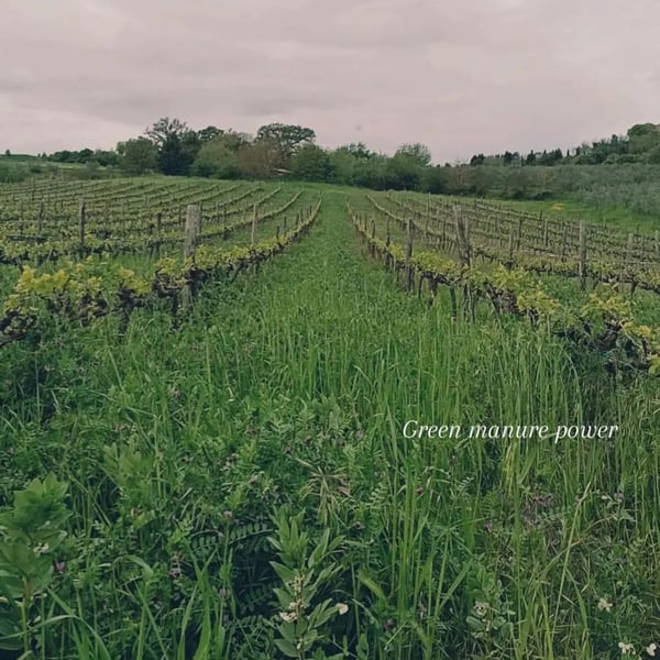Cantina Sassopra - Marta & Federico Des Dorides