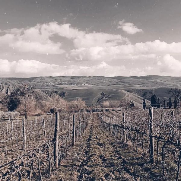 Cantina Sassopra - Marta & Federico Des Dorides