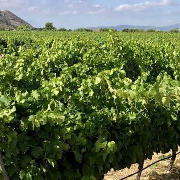 Finca Casa Balaguer - Marta Ribera & Andres Carull