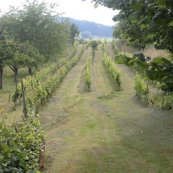 Vin du Jura - Martin Buser
