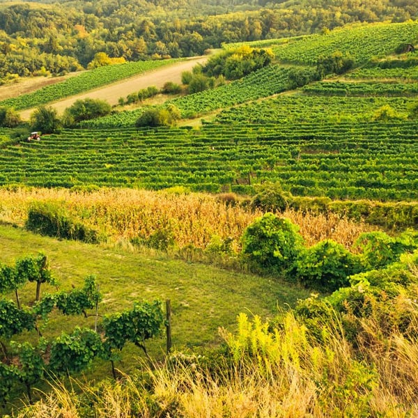 Weingut Martin Obenaus - Martin Obenaus