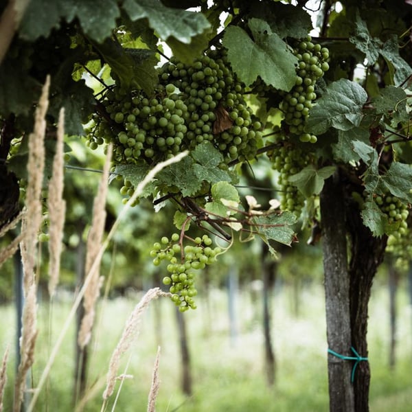 Weingut Martin Obenaus - Martin Obenaus