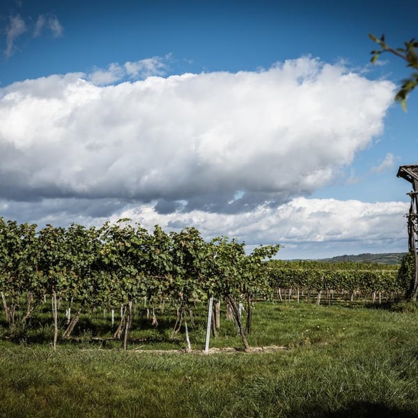 Weingut Martin Obenaus - Martin Obenaus