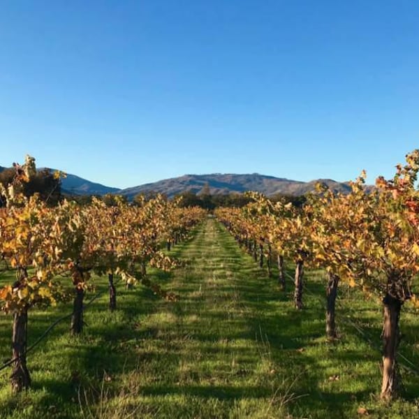 Beaver Creek Vineyards - Martin Pohl