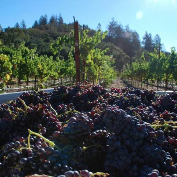 Beaver Creek Vineyards - Martin Pohl