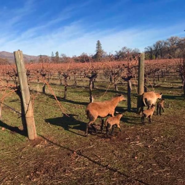 Beaver Creek Vineyards - Martin Pohl