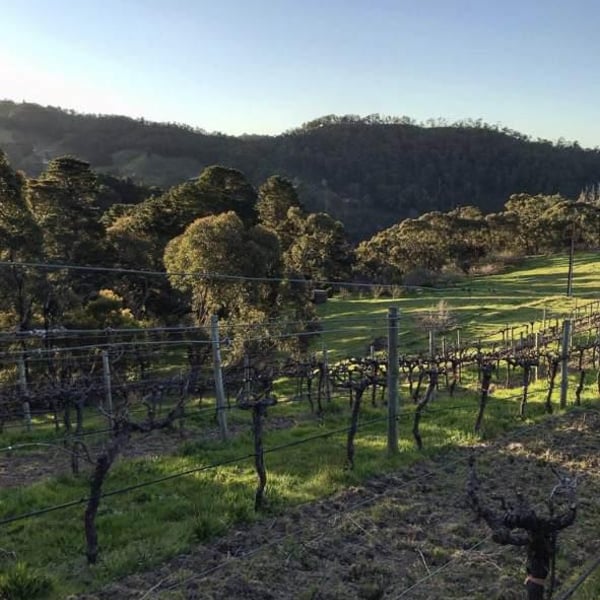 Basket Range Wine - Mary & Sholto Broderick