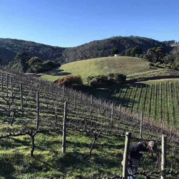 Basket Range Wine - Mary & Sholto Broderick