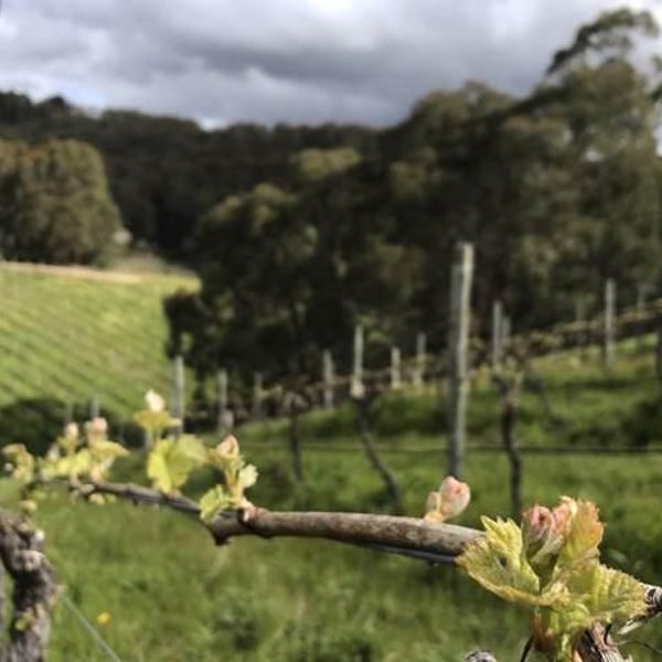 Basket Range Wine - Mary & Sholto Broderick