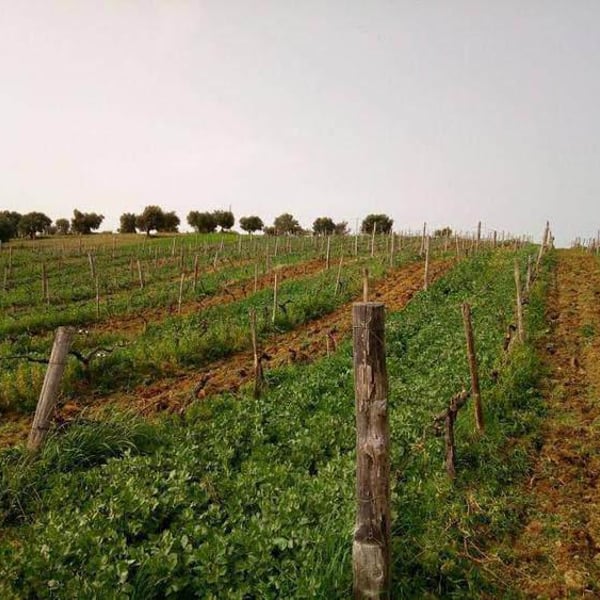 Daniela De Marco and Giampiero Ventura - Masseria Perugini (closed)