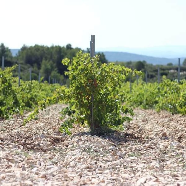 Château Coupe-Roses - Mathias Paicheler, Françoise , Sarah et Pascal Frissant