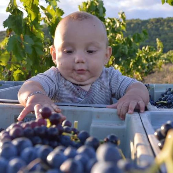 Domaine De Gabelas - Mathieu Bartholin