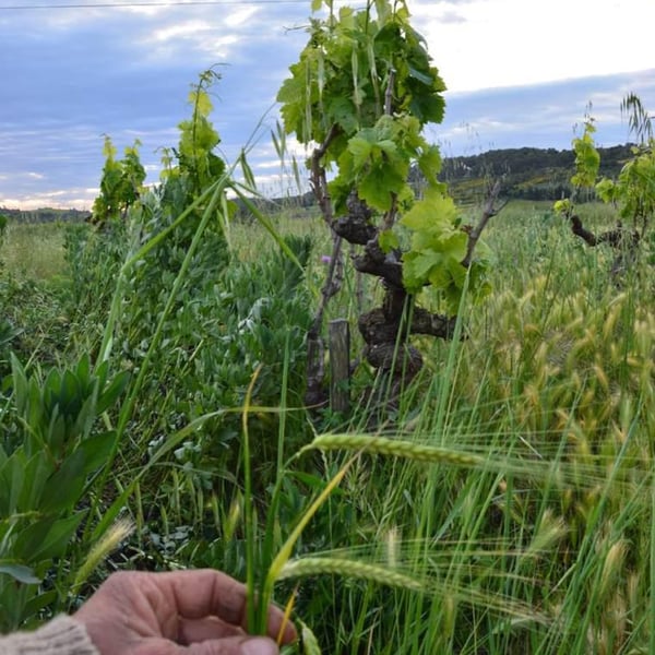 Domaine De Gabelas - Mathieu Bartholin