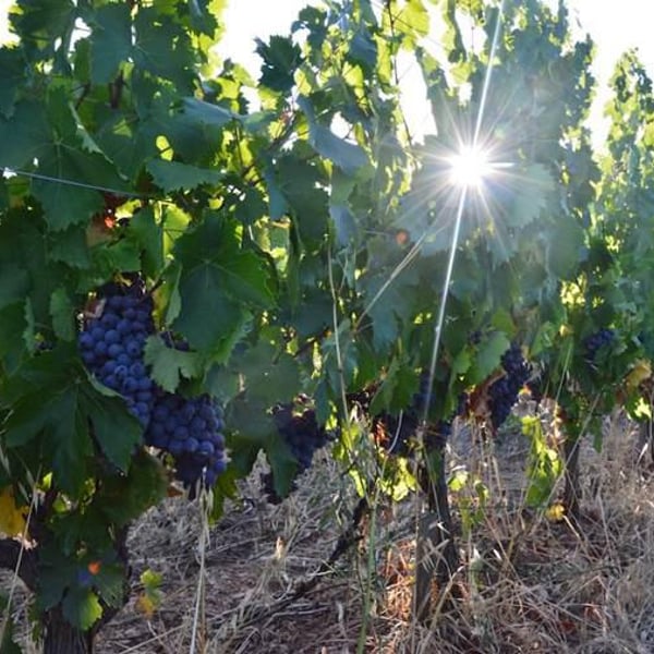 Domaine De Gabelas - Mathieu Bartholin