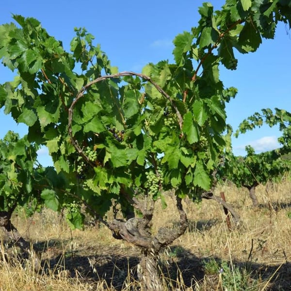 Domaine De Gabelas - Mathieu Bartholin